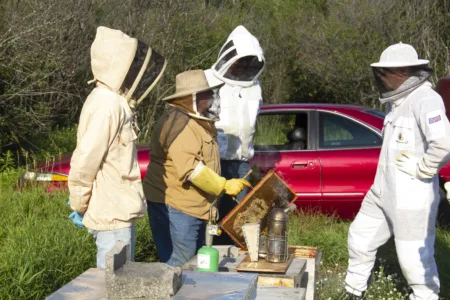 To bee or not to bee